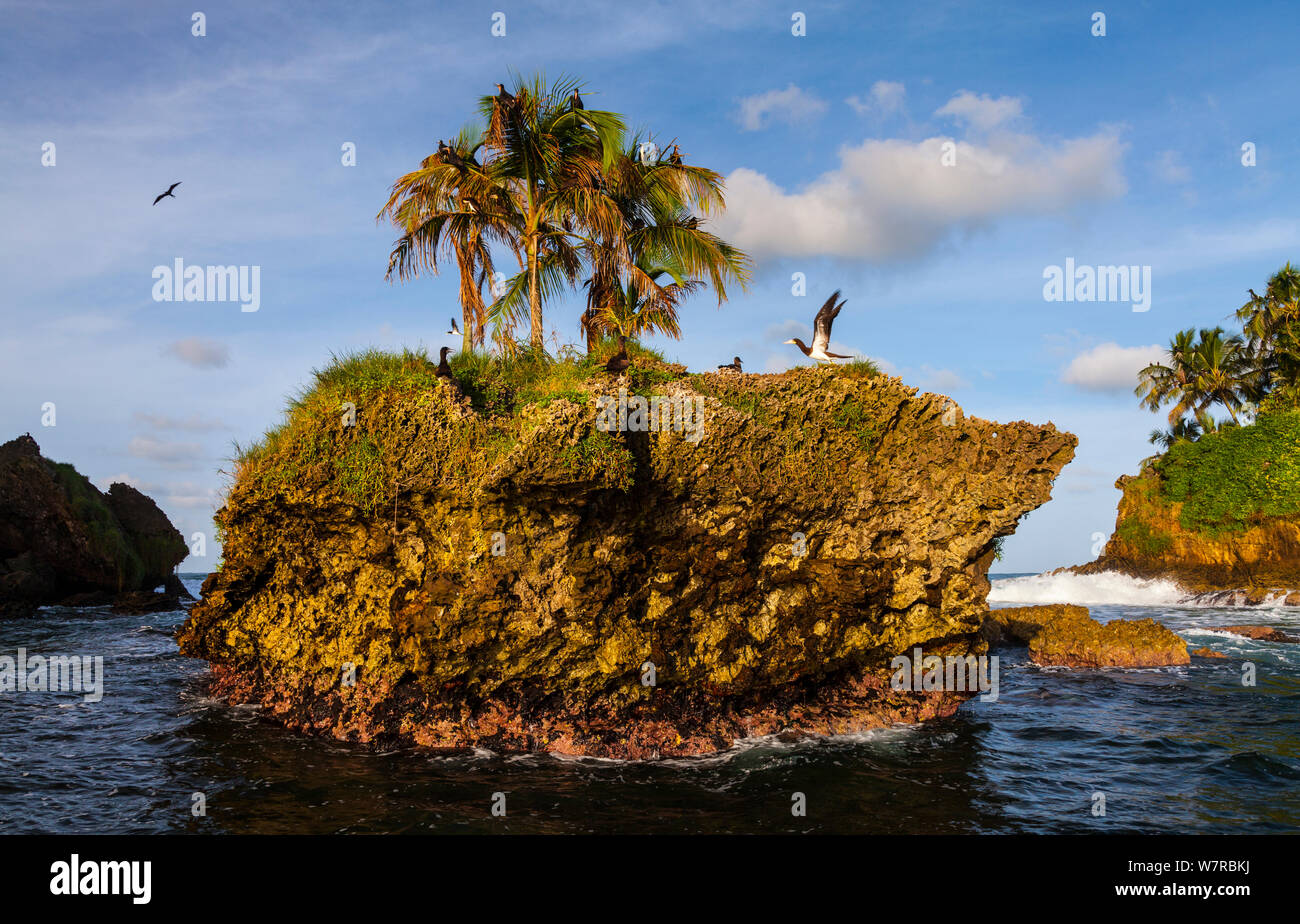 Isla Pájaros / Cisnes' Cay marrón con los piqueros (Sula leucogaster) el archipiélago de Bocas del Toro, provincia de Bocas del Toro, Panamá, América Central, América Foto de stock