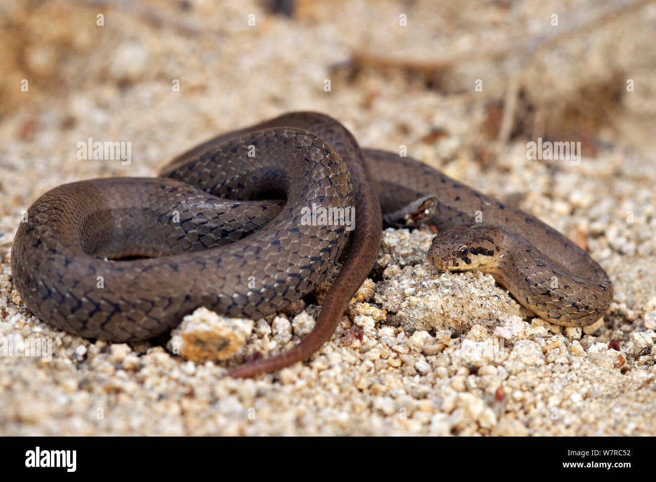 Esbelto chileno snake (Tachymenis chilensis) Chile, diciembre Foto de stock