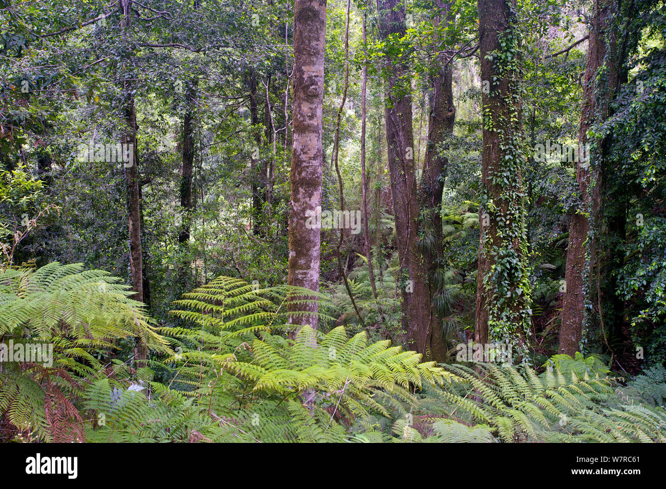 Bosque Nativo, Monumento Natural Contulmo, Chile, diciembre de 2012 Foto de stock