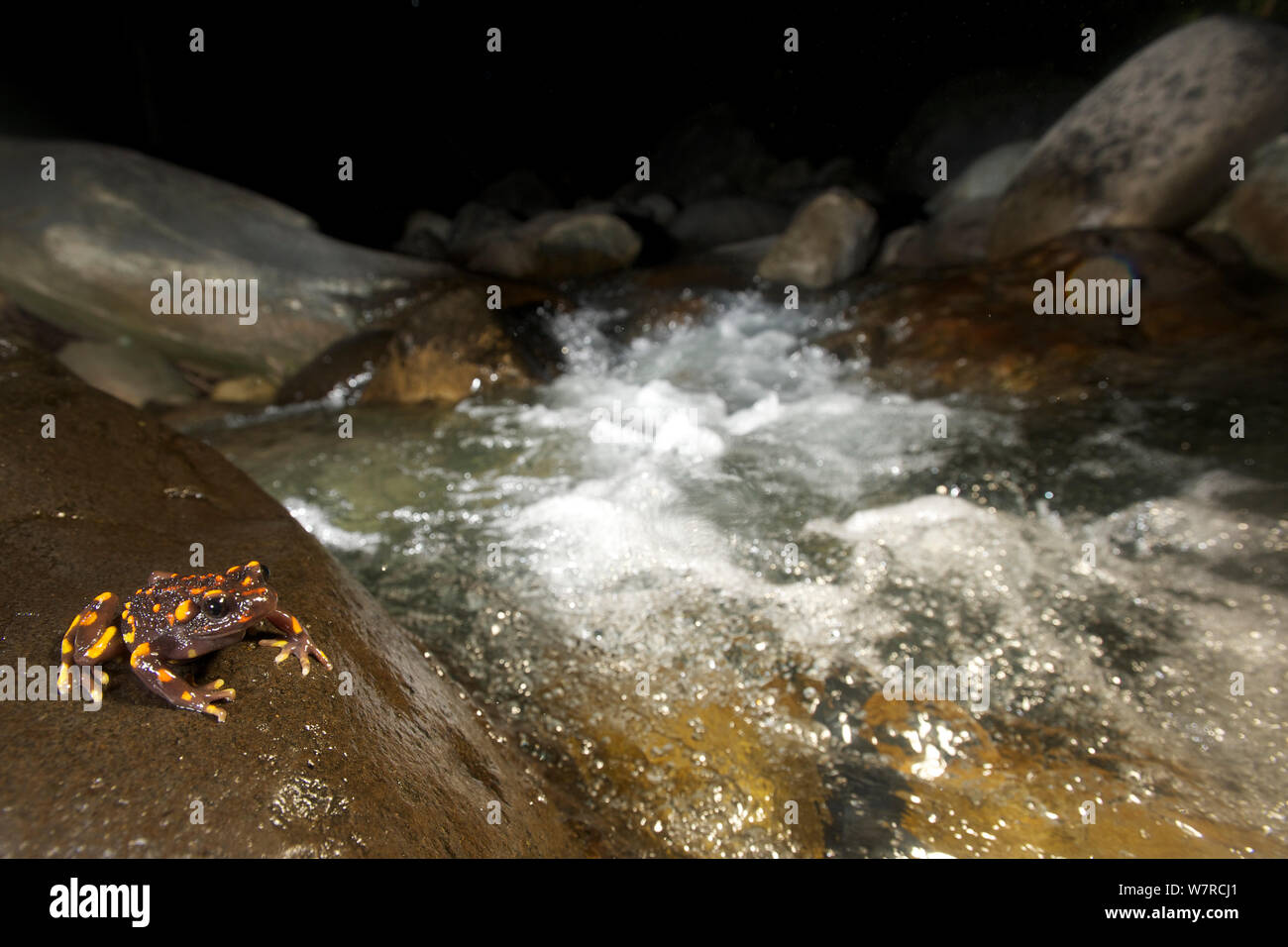 Montañas de Chile Sapo falso (Telmatobufo venustus) por la noche en su entorno, sentado en un peñasco junto al arroyo, Chile, Enero, especies en peligro de extinción Foto de stock