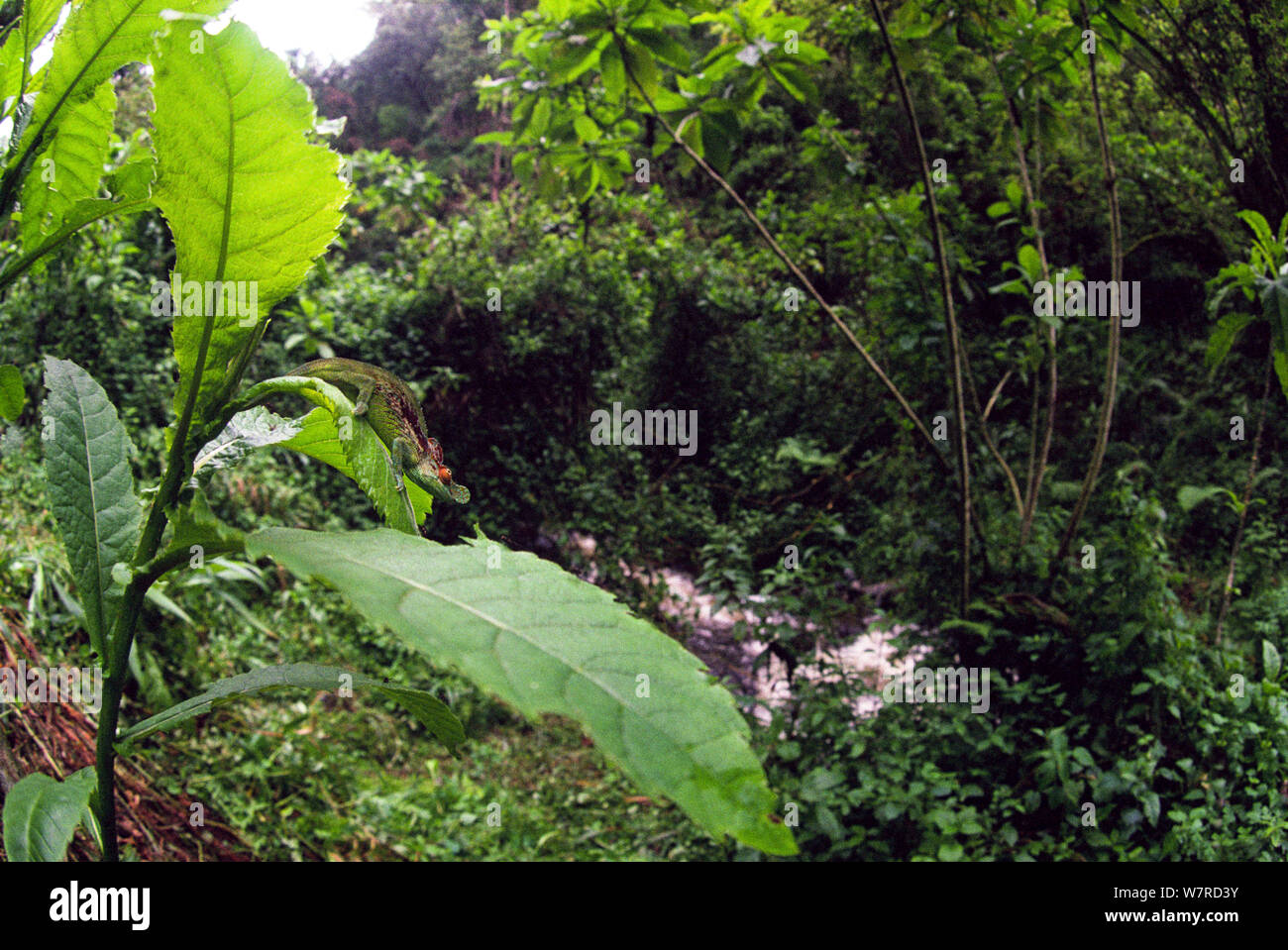 Camaleón (Ruwenzori Kinyongia xenorhina) en hábitat, en Kalonge 2138 metros, 'Mountains de la Luna' / Ruwenzori sector del Parque Nacional de Virunga, en la República Democrática del Congo. Foto de stock