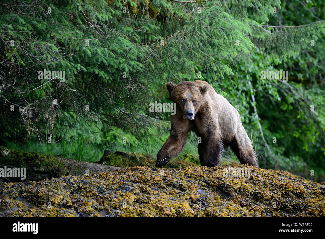 Grizzly Bear macho caminando junto a la orilla de la entrada Khutzeymateen (Ursus arctos horribilis) Khutzeymateen Grizzly Bear Sanctuary, British Columbia, Canadá, Junio. Foto de stock