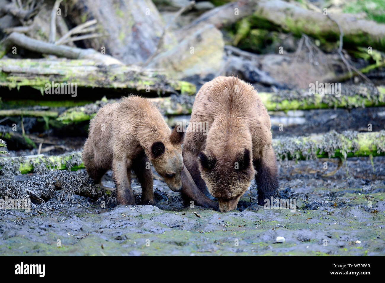 Hembra de oso grizzly (Ursus arctos horribilis) y su cachorro forrajeando para las almejas con marea baja en los bancos de la entrada, Khutzeymateen Grizzly Bear Sanctuary, British Columbia, Canadá, Junio. Foto de stock