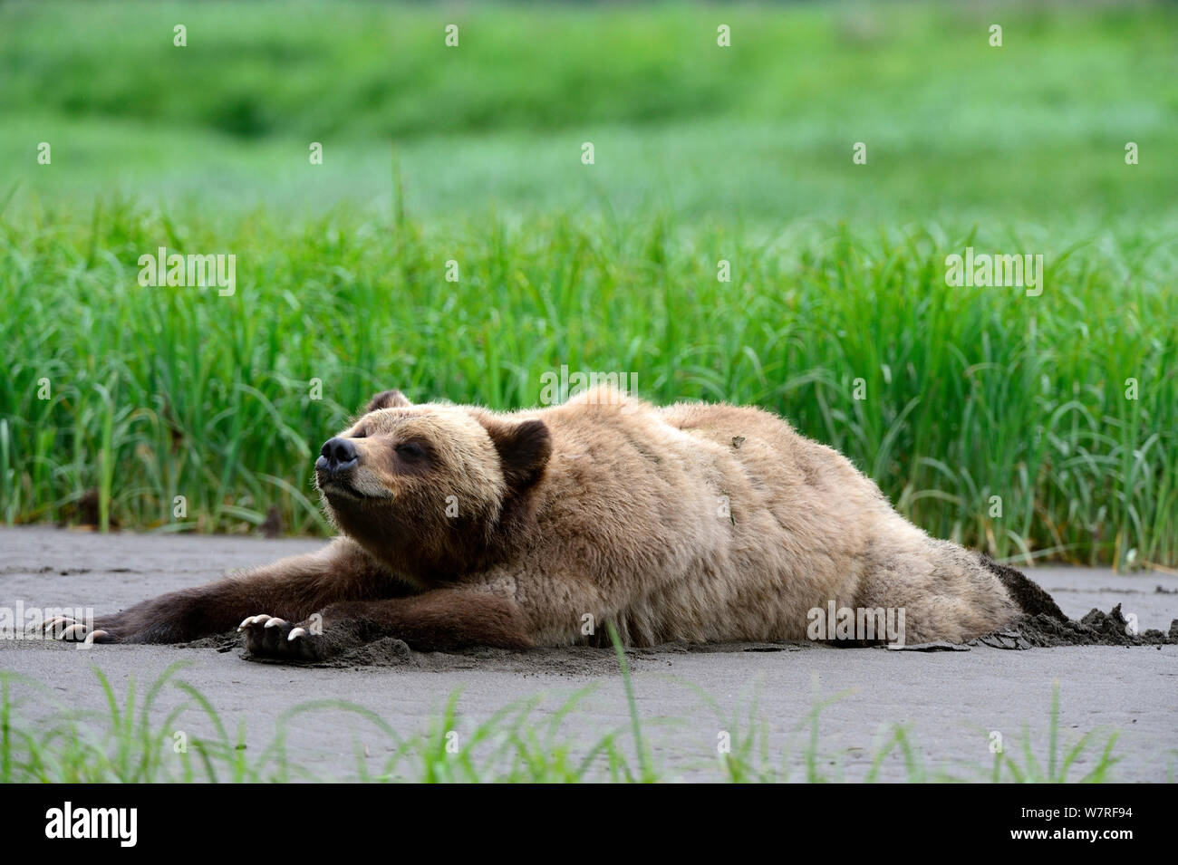 Las hembras jóvenes de oso grizzly (Ursus arctos horribilis) descanso y estiramientos en el banco de entrada en marea baja, Khutzeymateen Grizzly Bear Sanctuary, British Columbia, Canadá, Junio. Foto de stock
