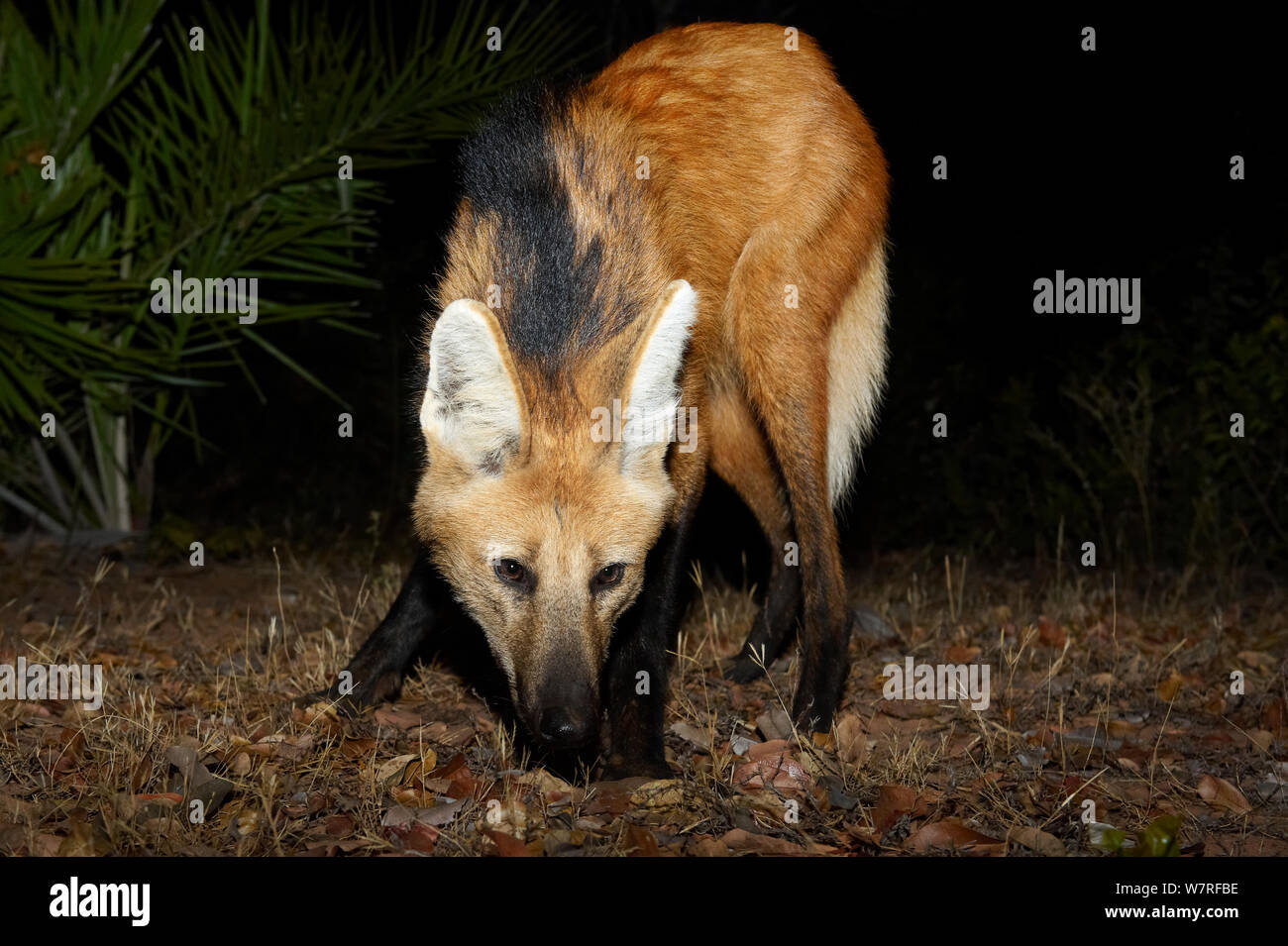 Lobo de crin (Chrysocyon brachyurus) buscando comida, Piauí, Cerrado, Brasil, América del Sur Foto de stock