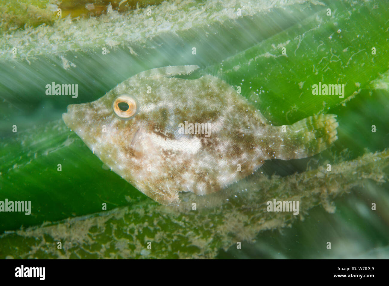 Colas de cerda (Filefish Acreichthys tomentosus), Isla Danajon Batasan, Banco Central, Visayas, Filipinas, Abril Foto de stock