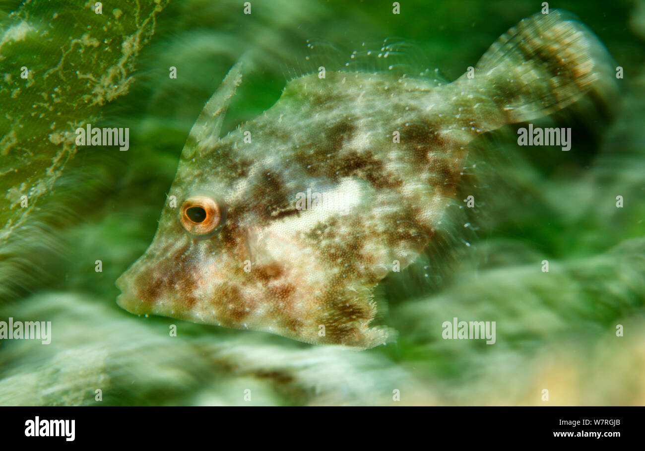 Colas de cerda (Filefish Acreichthys tomentosus), Isla Danajon Batasan, Banco Central, Visayas, Filipinas, Abril Foto de stock