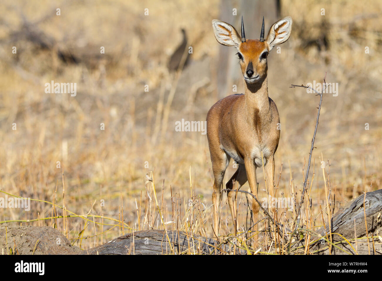 Campestris Raphiceros Steenbok (retrato), el Parque Nacional Chobe, zona de Savuti, Botswana Foto de stock