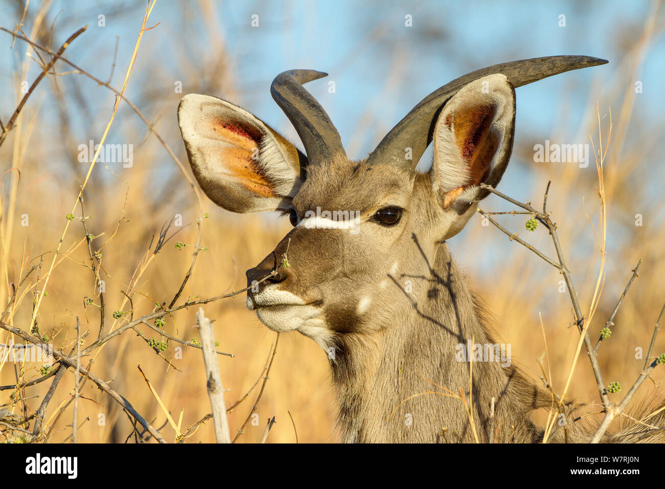Kudu mayor (Tragelaphus strepsiceros) macho, el Parque Nacional Chobe, zona de Savuti, Botswana Foto de stock