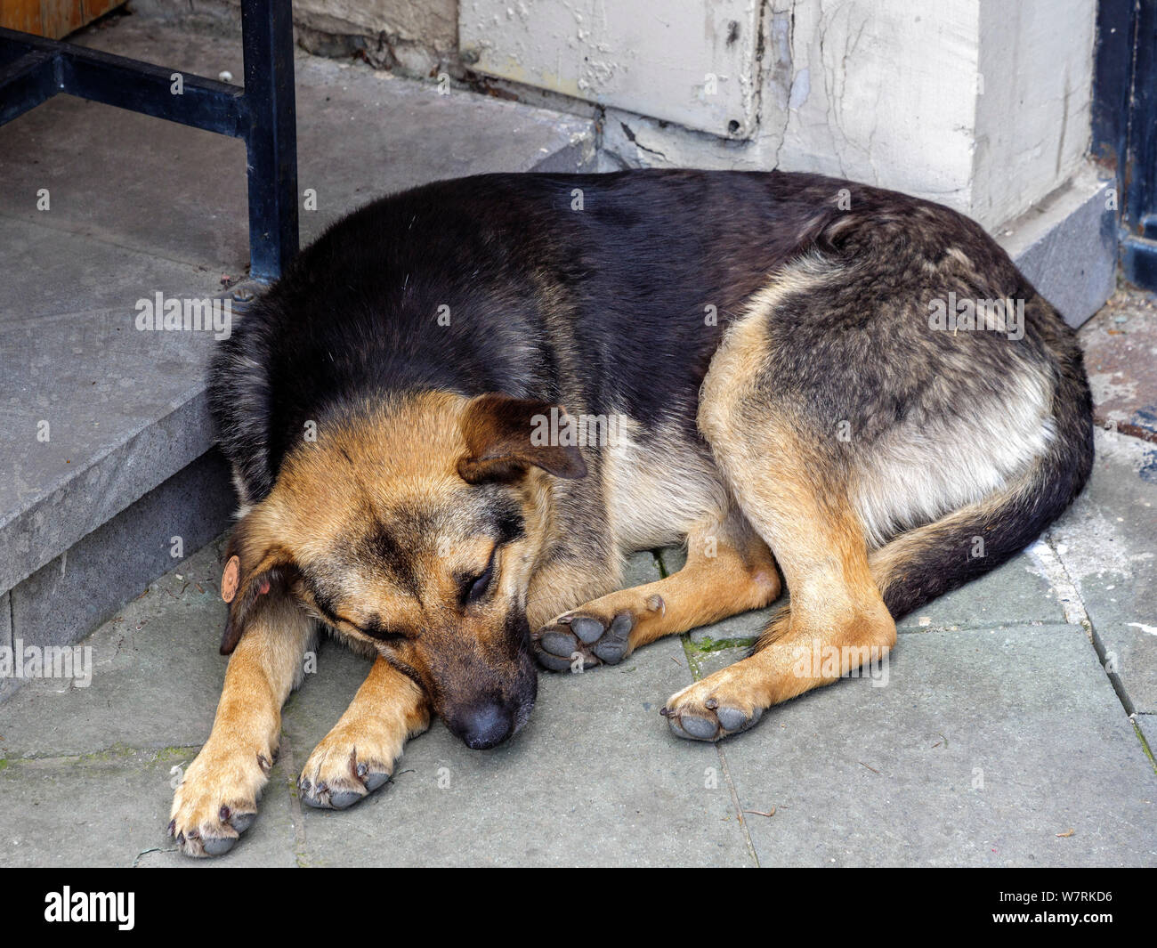 Perro en el barrio termal Abanotuban, Tbilisi, Georgia, Europa Foto de stock