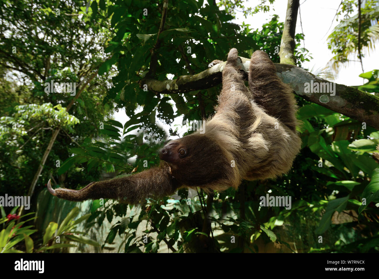 Unau / dos dedos cada sloth (Choloepus didactylus) escalada en árboles, Guayana Francesa Foto de stock