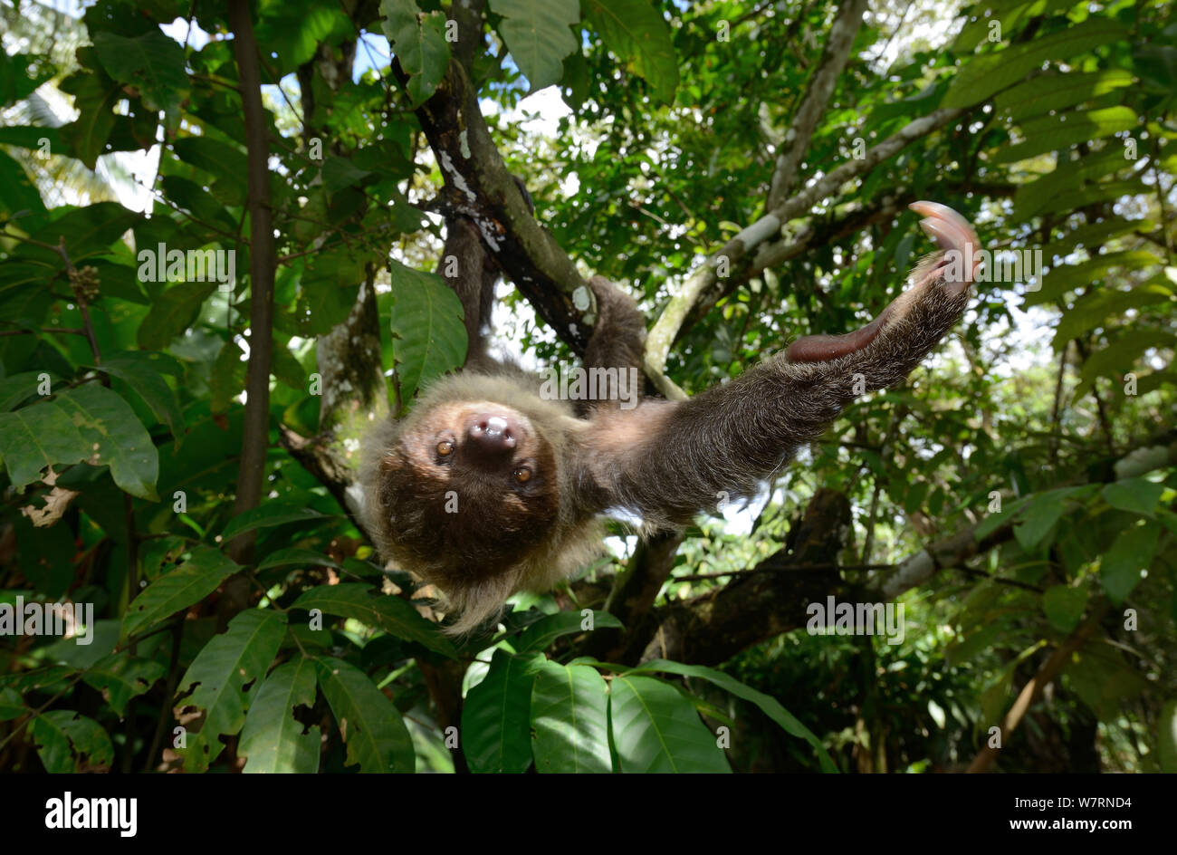 Unau / dos dedos cada sloth (Choloepus didactylus) escalada en árboles, Guayana Francesa Foto de stock