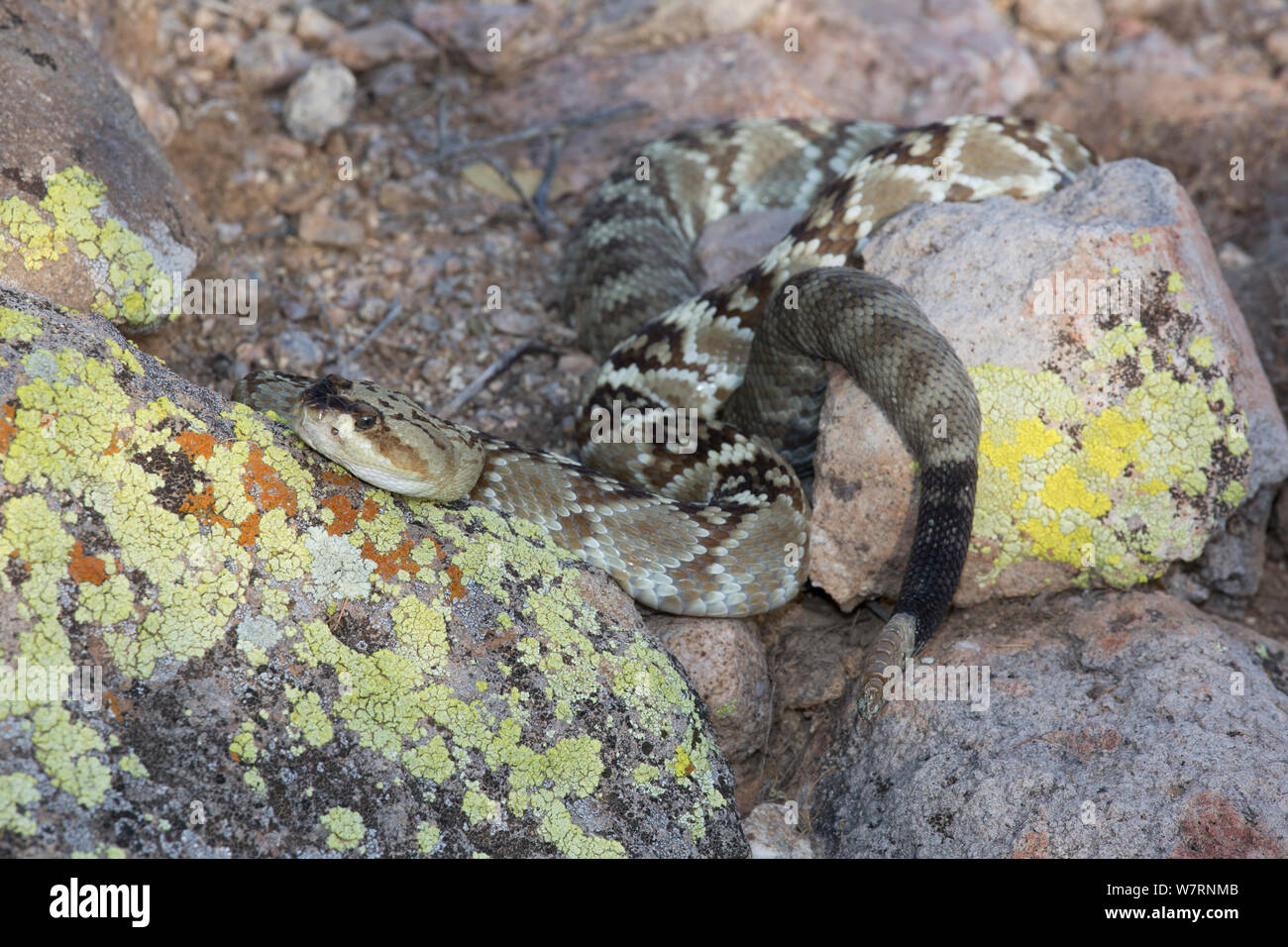 Norte Black-Tailed Cascabel (Crotalus molossus molossus) desierto Sonoran, Mesa, Arizona, EE.UU.. Foto de stock