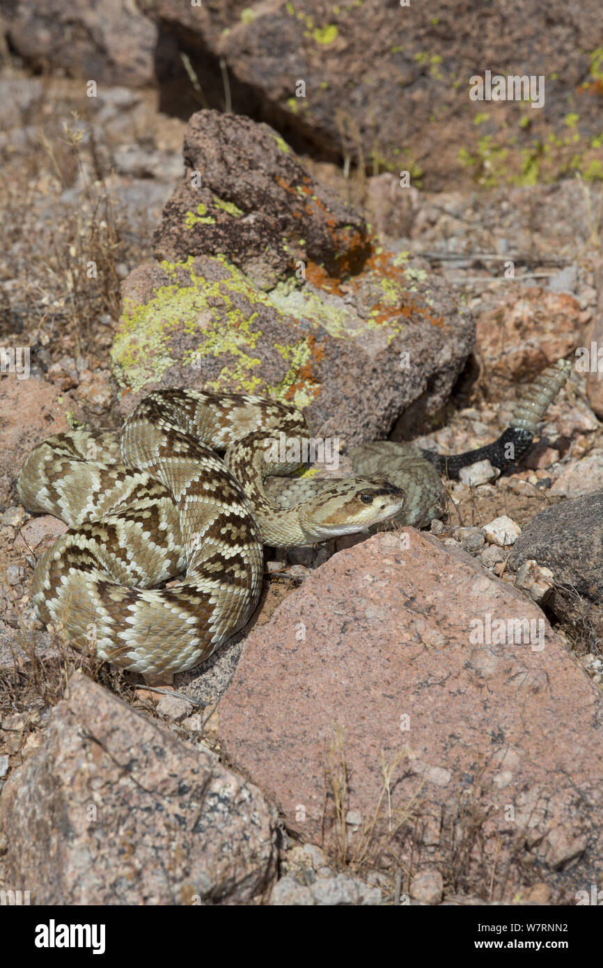 Norte Black-Tailed Cascabel (Crotalus molossus molossus) desierto Sonoran, Mesa, Arizona, EE.UU. Foto de stock