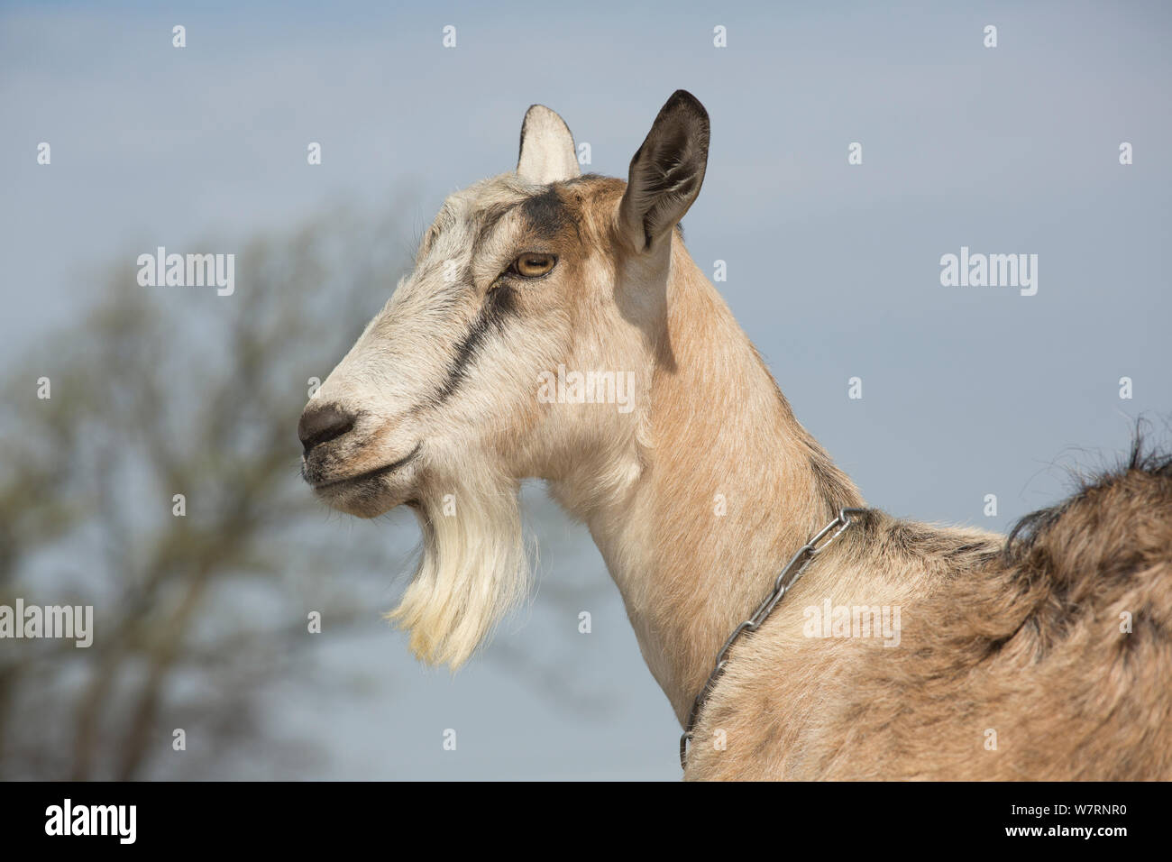 Cabra alpina (una raza lechera) cabra en pastos, Poplar Grove, Illinois,  EE.UU Fotografía de stock - Alamy