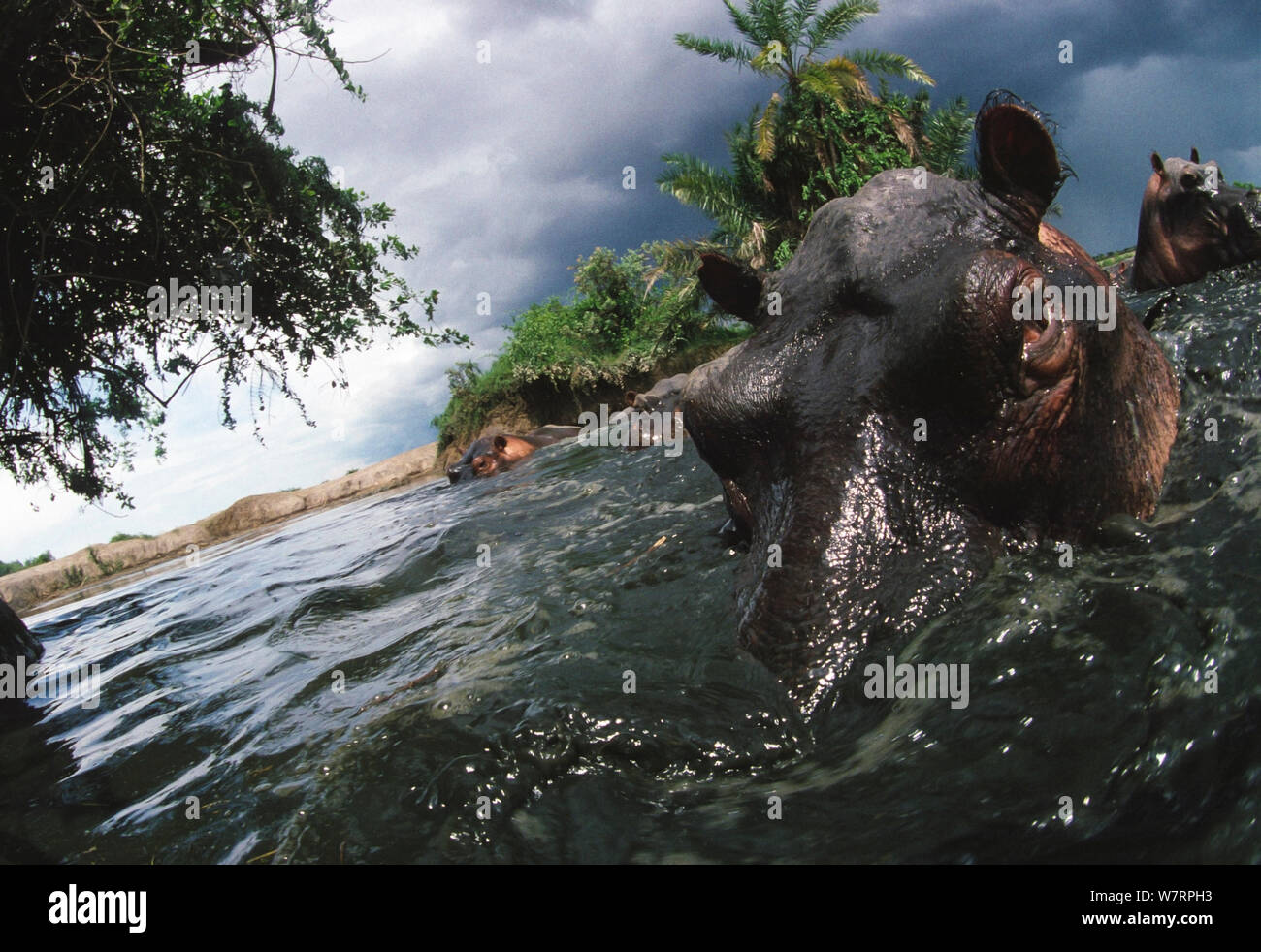 Hipopótamo (Hippopotamus amphibius) en Rutshuru río con proximidad de tormentas, tomada antes de que el sacrificio masivo de hipopótamos en la región al inicio del deterioro de la estabilidad durante el derrocamiento del Presidente Mobutu Sese Seko a mediados de la década de 1990. Noreste de Zaire, ahora República Democrática del Congo. Foto de stock