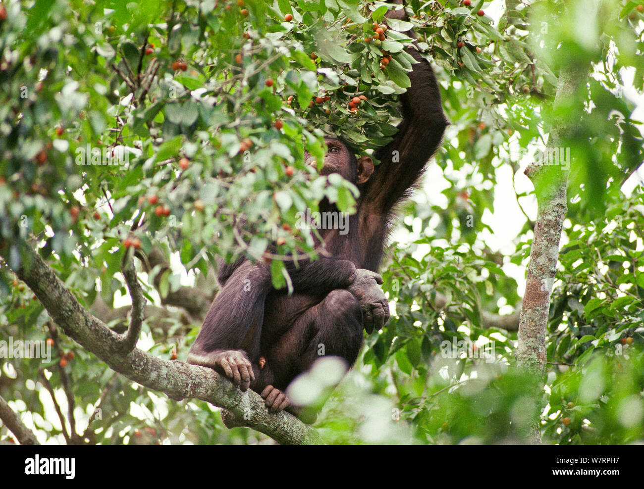 Los chimpancés adultos en árbol frutal con alambre snare dañados, en mano de árbol frutal (Pan troglodytes schweinfurthii). Tongo, el Parque Nacional de Virunga, Kivu, República Democrática del Congo Foto de stock
