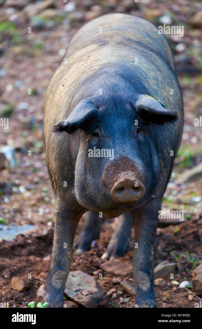 Retrato de porcino ibérico, Parque Natural Sierra de Aracena, Huelva, Andalucia, España, Europa. Raza utilizada para producir jamón ibérico / Jamon iberico Foto de stock