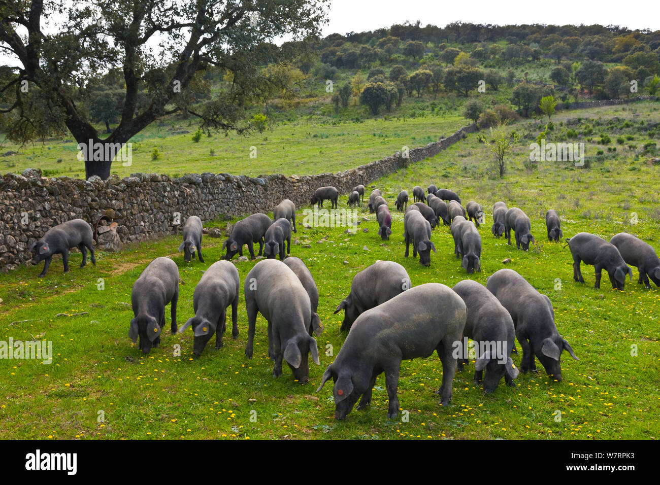 Los cerdos negros ibéricos forrajeando en campo. España, Marzo. Raza utilizada para producir jamón ibérico / Jamon iberico Foto de stock