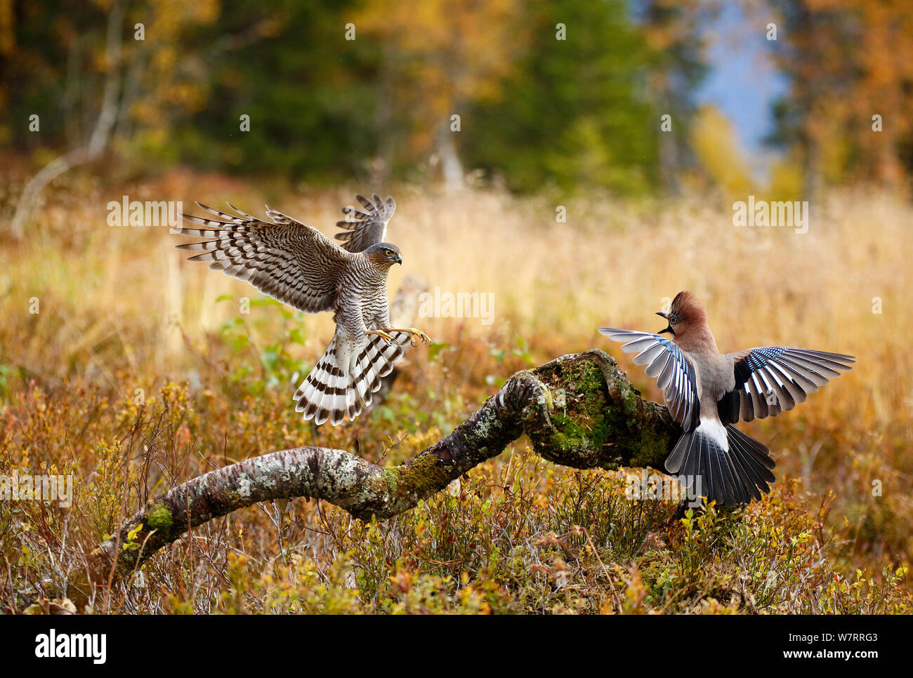El Gavilán (Accipiter nisus) atacando a Jay (Garrulus glandarius)Telemark, Noruega, Septiembre Foto de stock