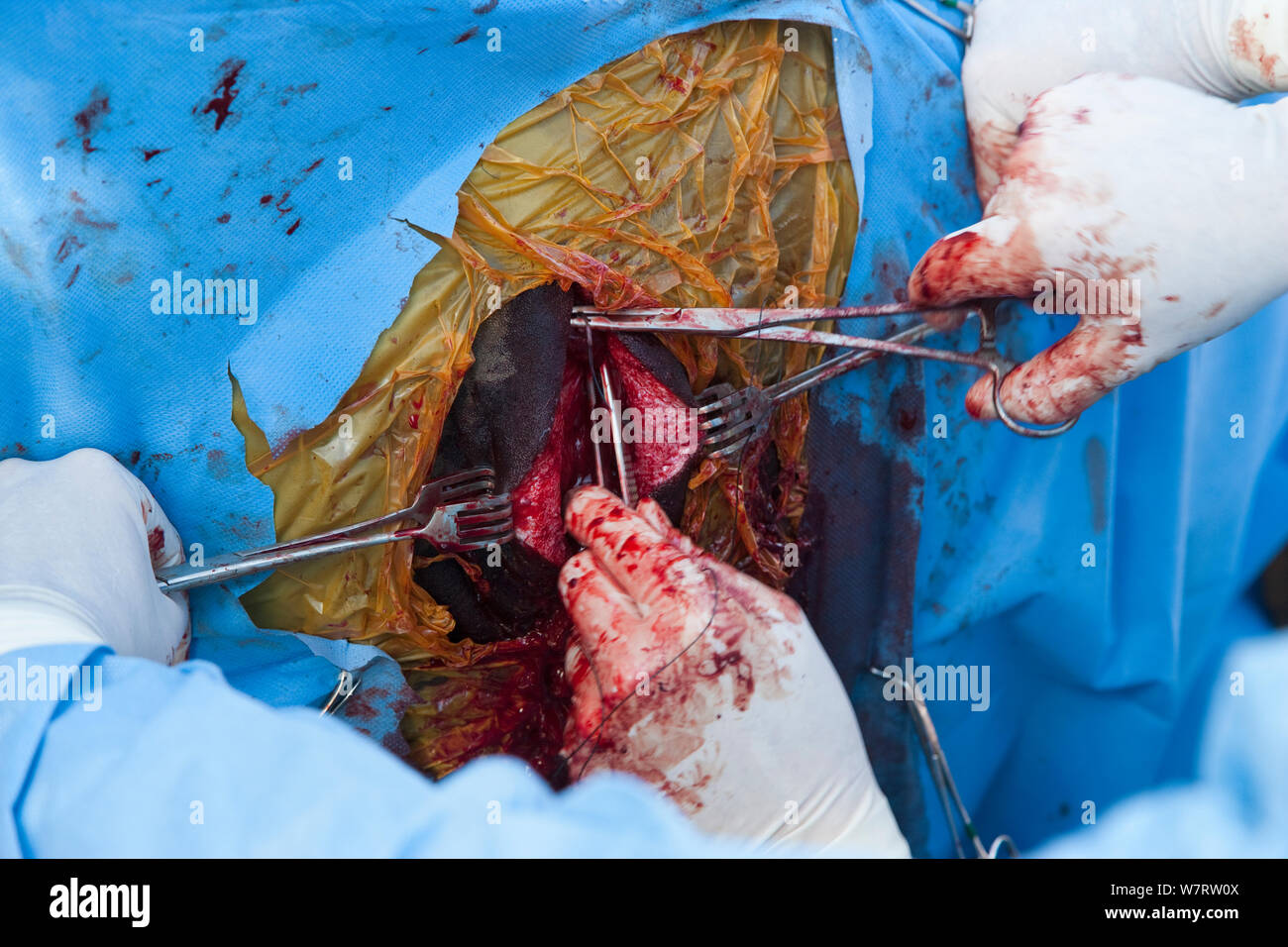 Los cirujanos abrir 'keyhole' para la vasectomía laparoscópica de elefante salvaje (Loxodonta africana). Private Game Reserve en Limpopo, Sudáfrica, abril de 2011 Foto de stock