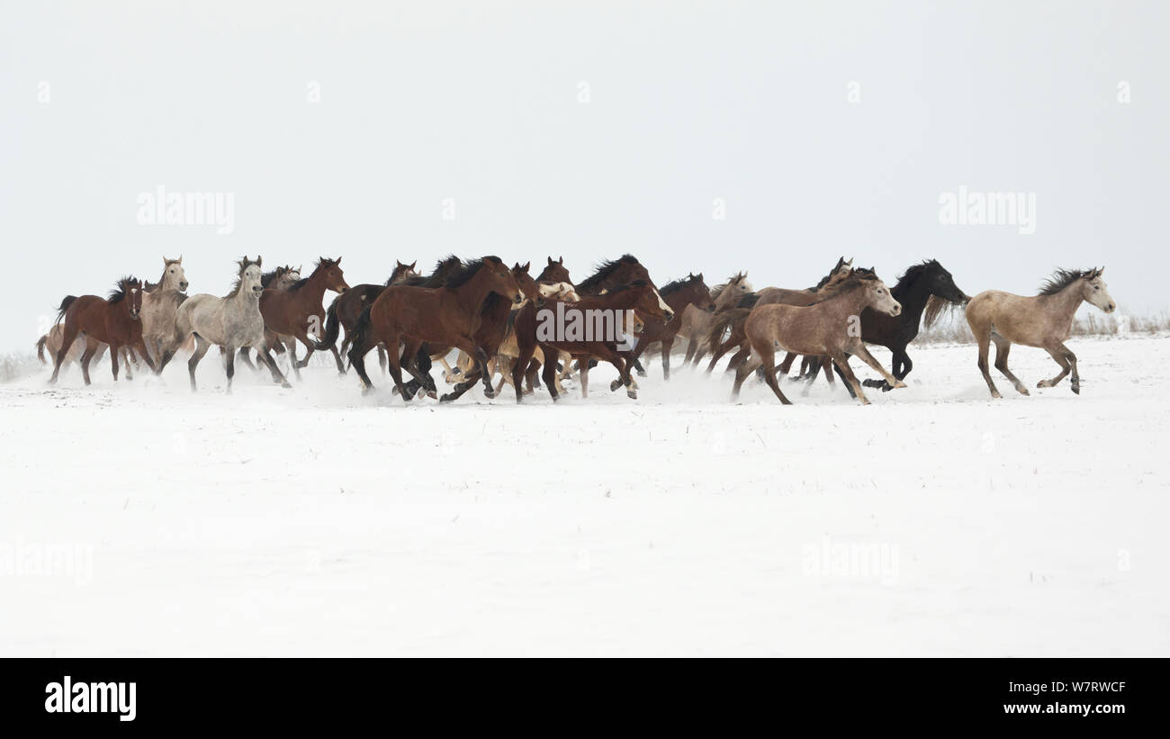 Un grupo de árabes puros, Shagya Árabe Búlgaro Oriental y potras corriendo en la nieve, Kabiuk National Stud, Shumen, Bulgaria. Foto de stock