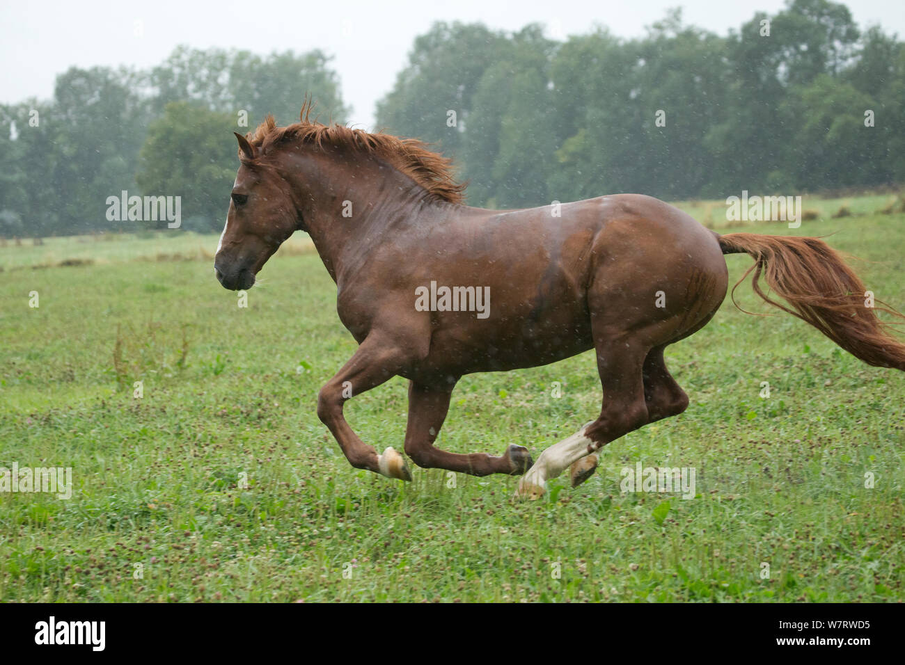 Un Franches Montagnes / Freiberger (Equus caballus) corcel galopando en Heavy Rain en el National Stud de Avenches, Vaud, Suiza, en julio. Foto de stock