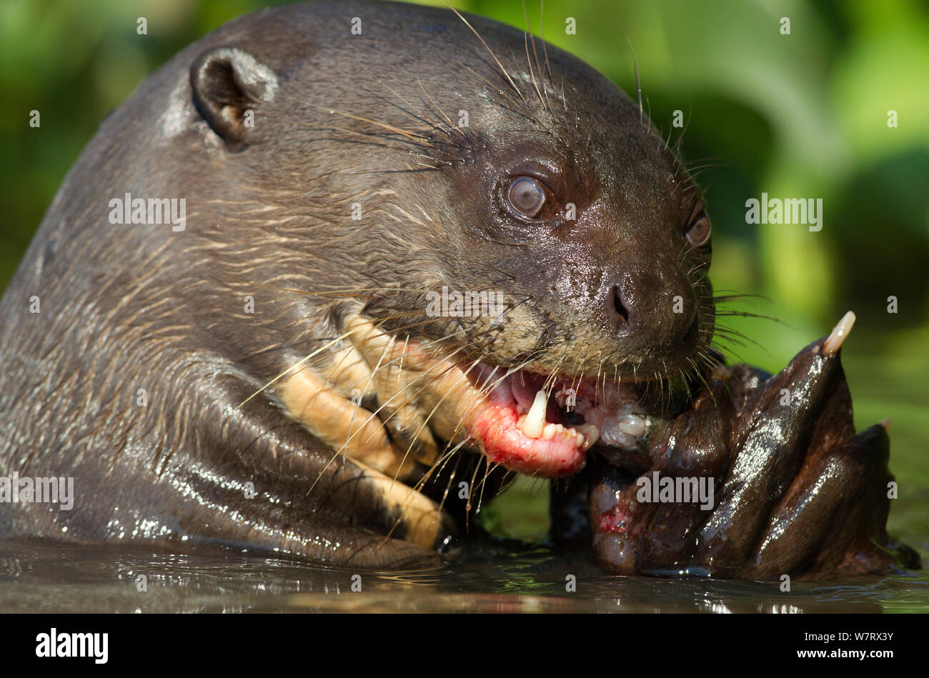 Lobo de río (Pteronura brasiliensis), alimentándose de peces, río Cuiaba, Brasil. Foto de stock