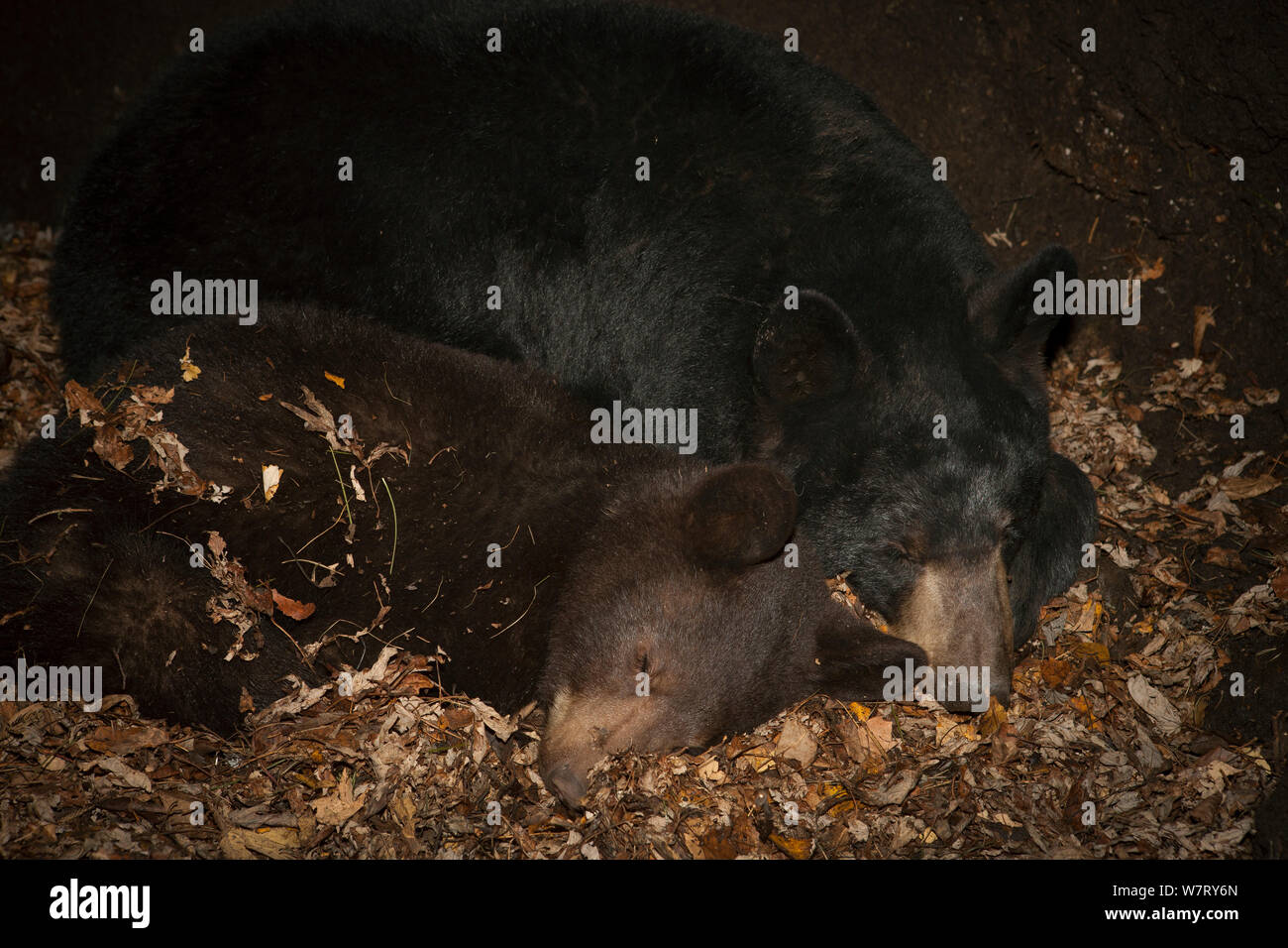 Oso negro (Ursus americanus) madre hibernando con un año de antigüedad cub dentro den / Minnesota, EE.UU., cautivo. Foto de stock
