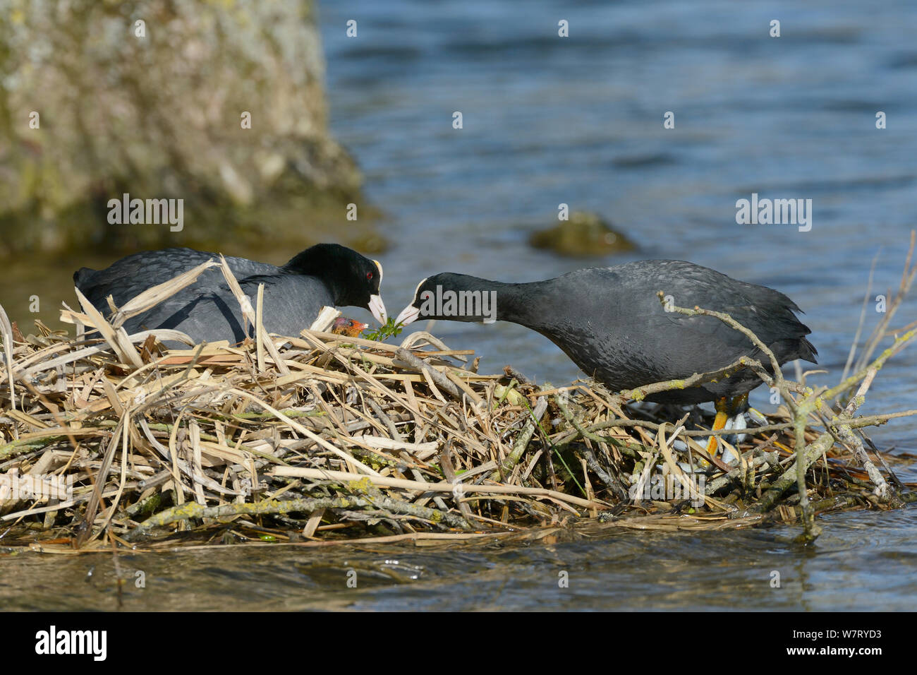 Focha Común (Fulica atra) pasando algunas malezas del estanque a su compañero en el nido para alimentar a sus crías, como uno de los chick alcanza para él, Gloucestershire, Reino Unido, Mayo. Foto de stock