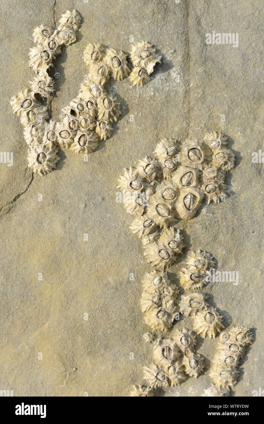 Grupo de Montagu la estrellados percebes (Chthamalus montagui) adjunta a las rocas en la orilla, Kimmeridge, Dorset, Inglaterra, Reino Unido, marzo. Foto de stock