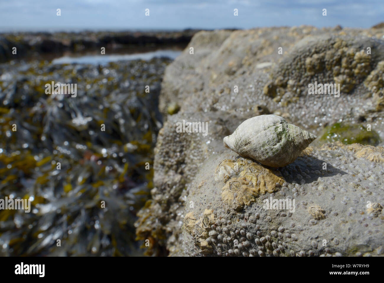 Perro buccino (Nucella lapilli), un depredador de percebes, incrustadas en las rocas con percebes común / Northern Rock percebes (Semibalanus balanoides) expuesta en la marea baja, con algas, una roca a la piscina y al mar, en el fondo, Lyme Regis, Dorset, Reino Unido, Mayo. Foto de stock