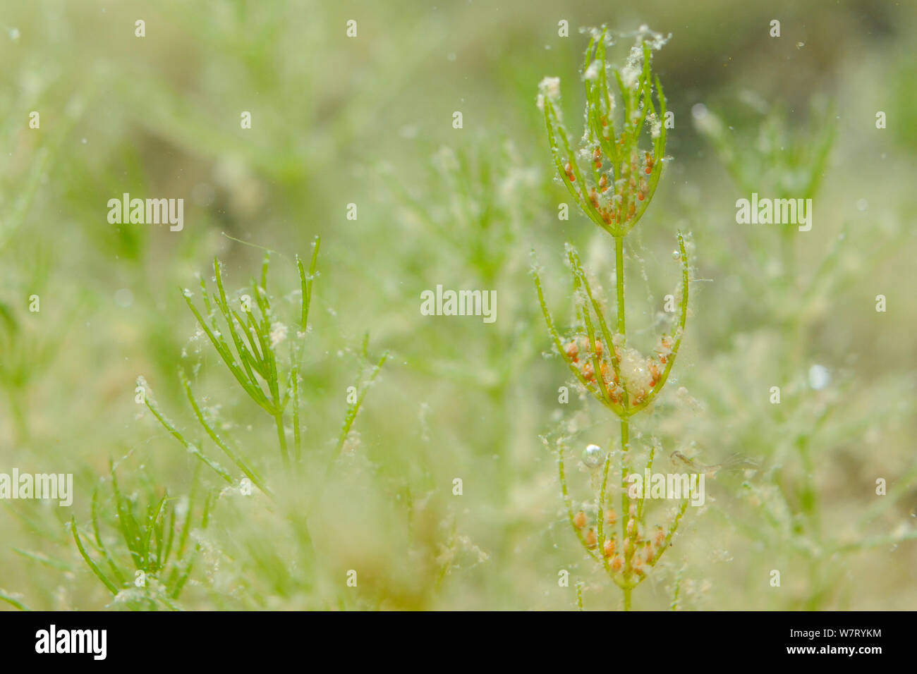 Delicado stonewort (Chara virgata) a la izquierda sin esporangios y a la derecha con esporangios. Rojo (masculino) anteridios y marrón, en forma de frasco (hembra) archegonia, Marlborough Downs, Wiltshire, UK, Septiembre. Foto de stock