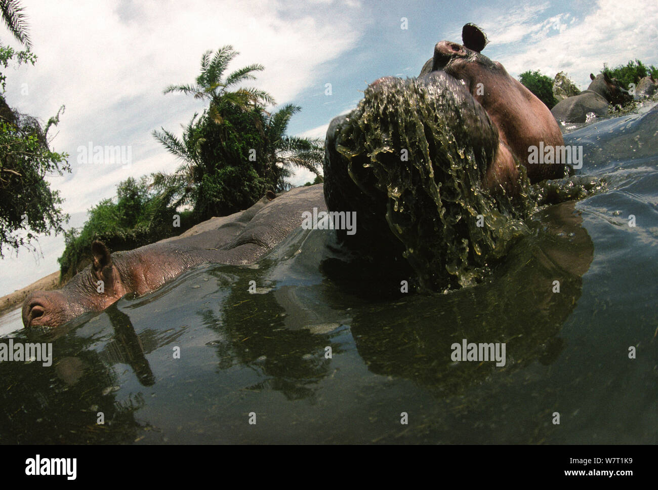Tiros de ángulo bajo una manada de hipopótamos (Hippopotamus amphibius) alimentación en el río Rutshuru, antes del sacrificio de los hipopótamos en la región durante el derrocamiento del Presidente Mobutu Sese Seko a mediados de la década de 1990, el Parque Nacional de Virunga, en la República Democrática del Congo. Foto de stock