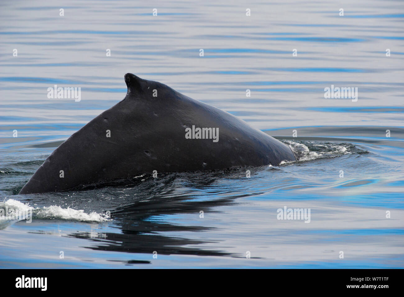 La ballena jorobada (Megaptera novaeangliae) Infracción aflora con aleta dorsal visible, Johnstone Strait, cerca de Telegraph Cove, en la costa oriental de la isla de Vancouver, British Columbia, Canadá, en julio. Foto de stock