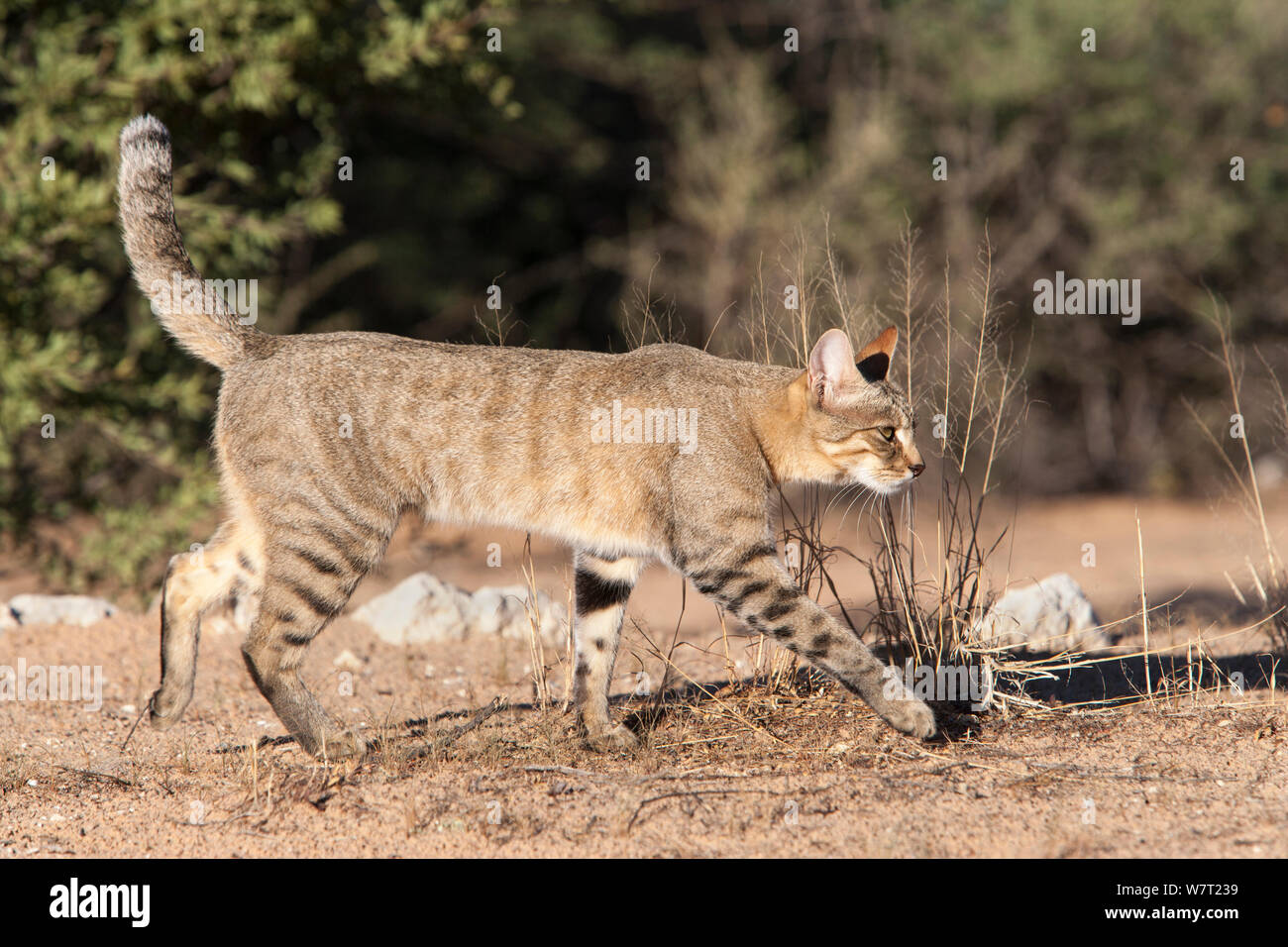 Gato Montés africano (Felis lybica), el Parque Transfronterizo Kgalagadi, Sudáfrica, en enero. Foto de stock