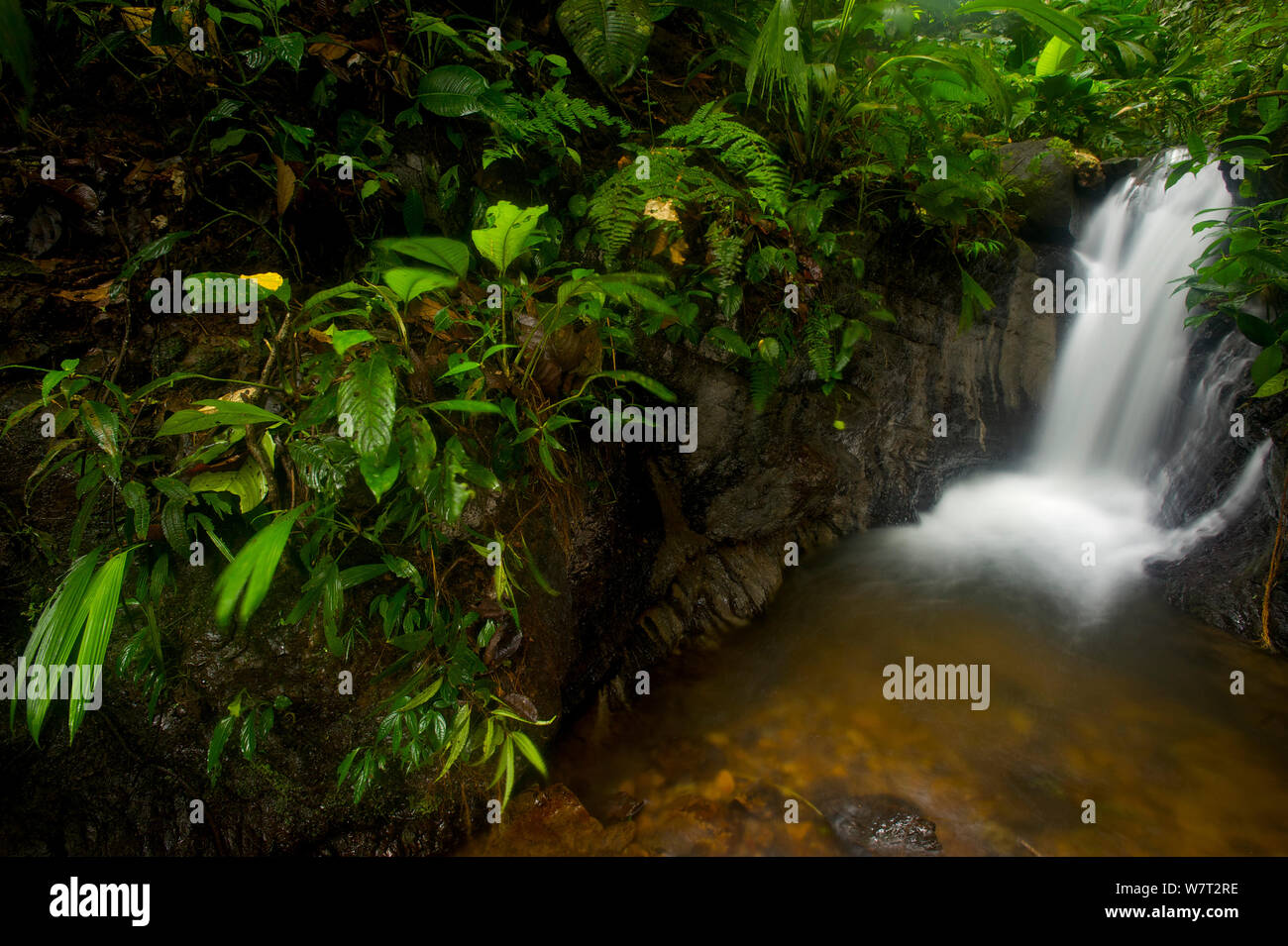 Cascada en la selva, Reserva Canande, Ecuador. Foto de stock