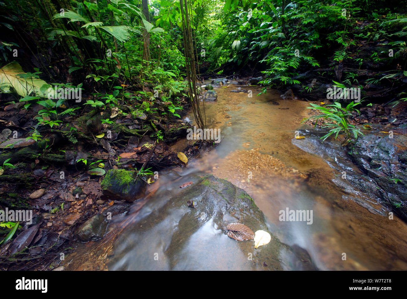 Flujo superficial en la selva tropical de la reserva Canande, Ecuador. Foto de stock