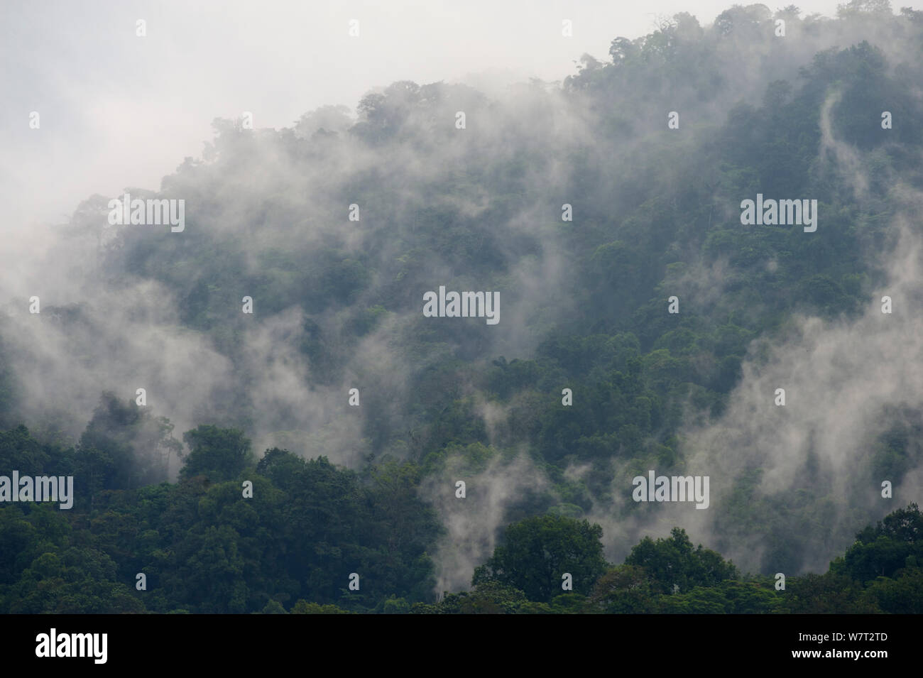 Vista sobre la selva Canande reserva. Ecuador, Diciembre de 2010. Foto de stock