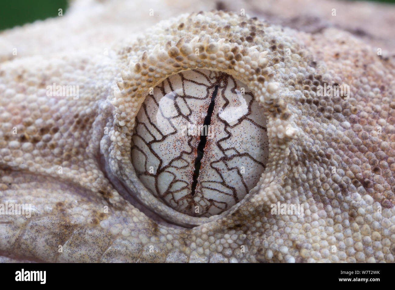 Mossy gecko de Nueva Caledonia (Rhacodactylus chahoua Mniarogekko /) cerca de los ojos, cautiva desde Nueva Caledonia. Foto de stock