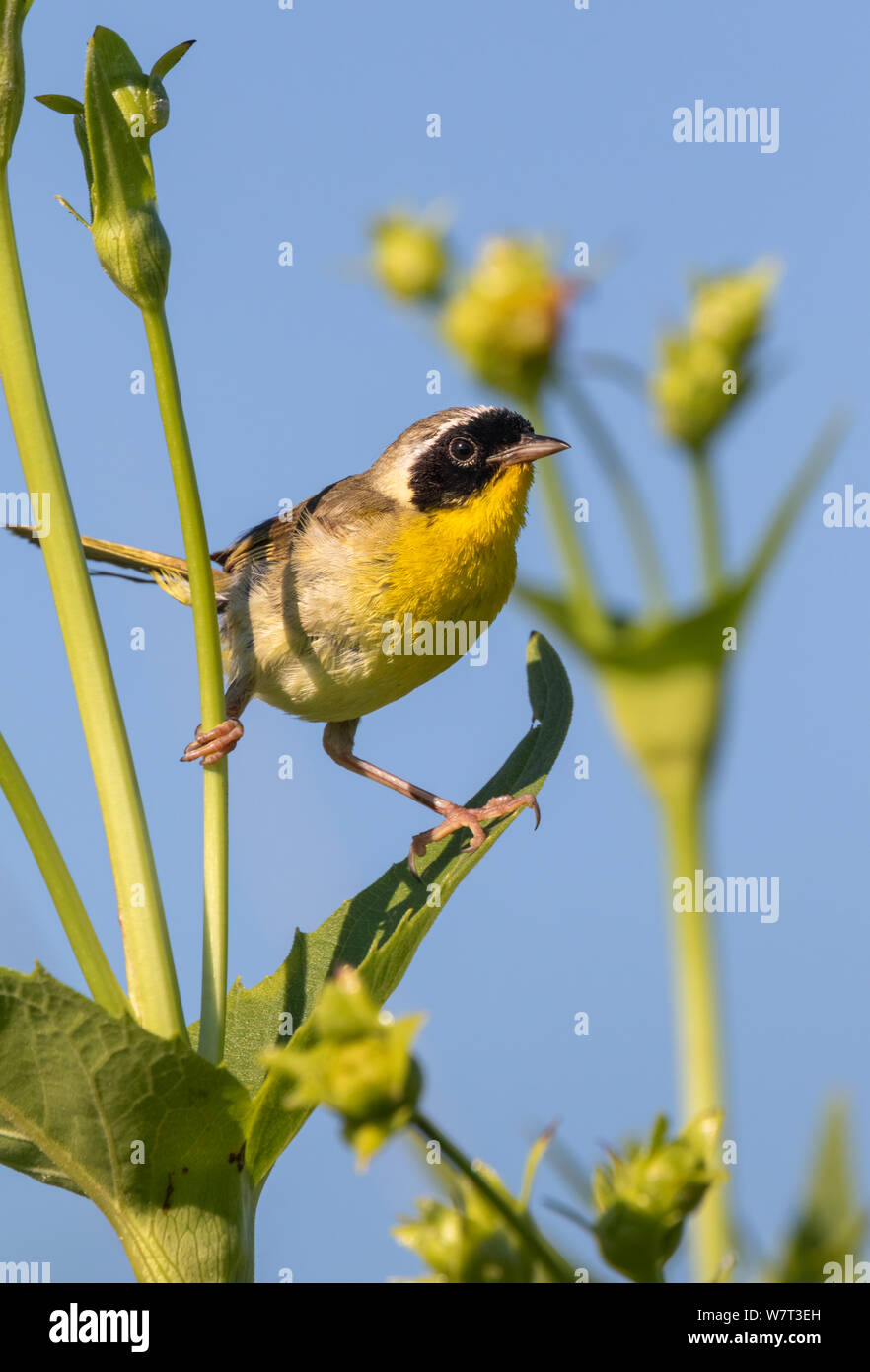 Common yellowthroat (Geothlypis trichas) macho, escalada de hierba de la pradera en Iowa, EUA. Foto de stock