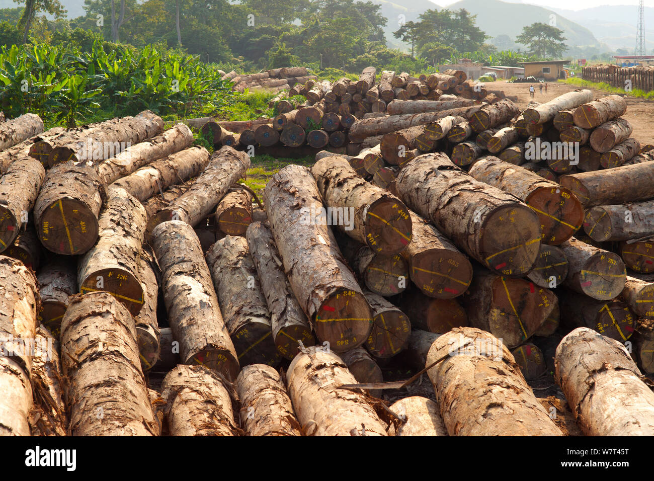 Troncos de madera en el patio de madera justo dentro el Parque Nacional Lopé (Gabón). Foto de stock