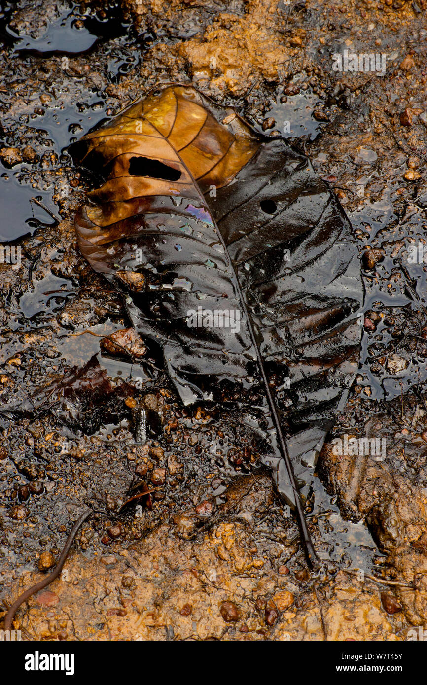 Hoja cubiertos de petróleo debido al derrame de la extracción de petróleo en la selva africana. Gamba, Ogooue-Maritime, Nyanga, Gabón. Foto de stock