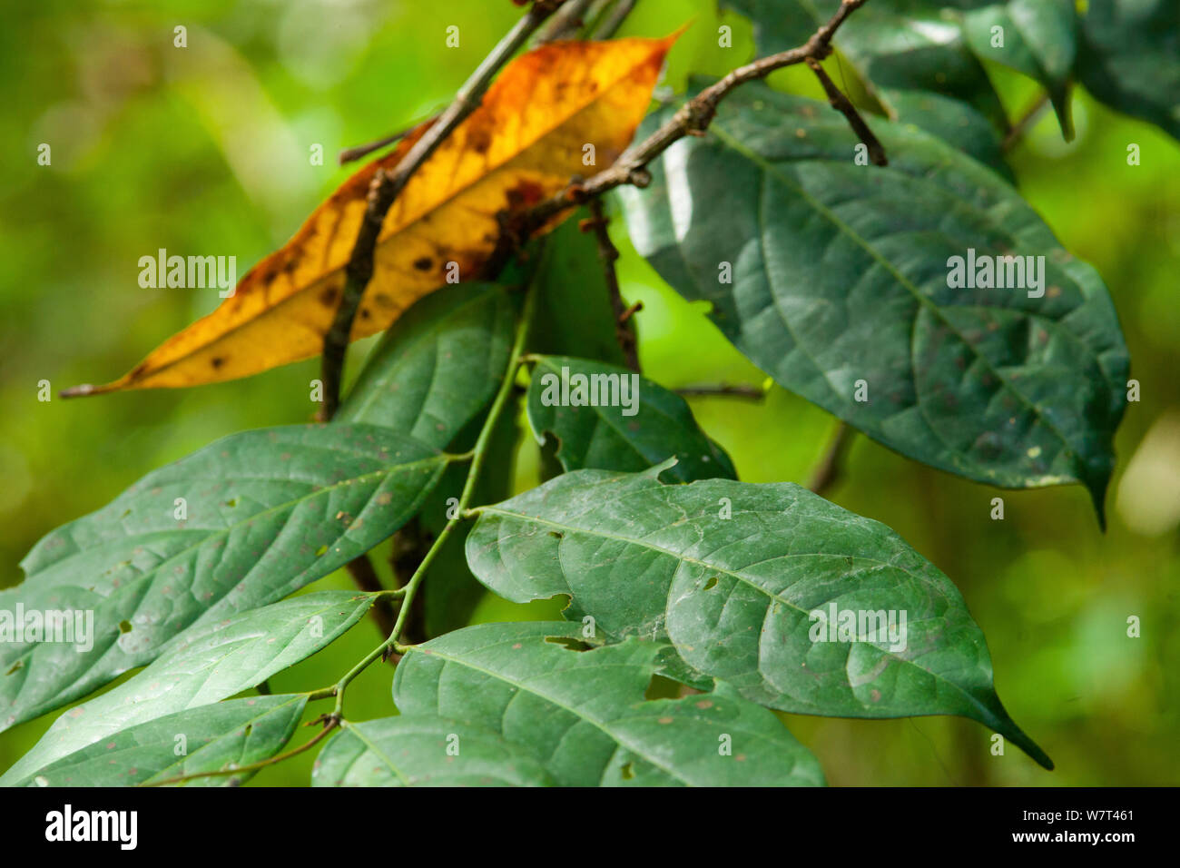 Babango (Diospyros Diospyros iturensis bipindensis o) las hojas del árbol, planta alimenticia para muchos primates, incluyendo gorilas y chimpancés Hokou Bai, Parque Nacional Dzanga-Ndoki, República Centroafricana. Foto de stock