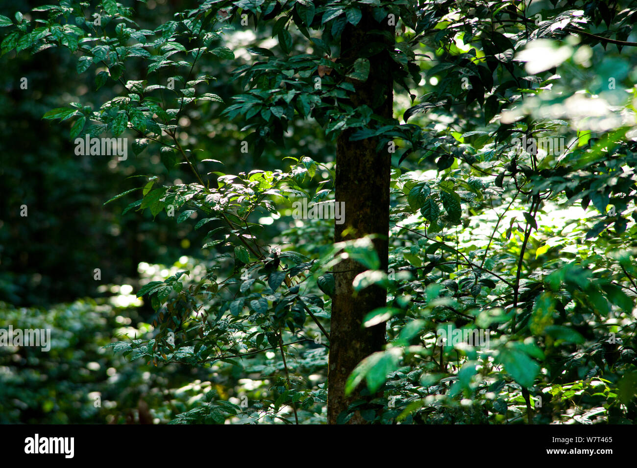Babango (Diospyros Diospyros iturensis bipindensis o árbol). Planta alimenticia para muchos primates, incluyendo gorilas y chimpancés Hokou Bai, Parque Nacional Dzanga-Ndoki, República Centroafricana. Foto de stock