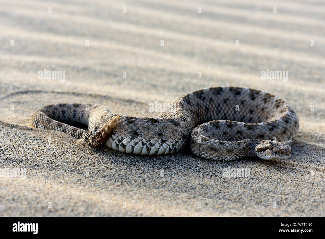 Sidewinder o cuernos (serpientes de cascabel Crotalus cerastes), el desierto de Mojave, California, en junio. Foto de stock