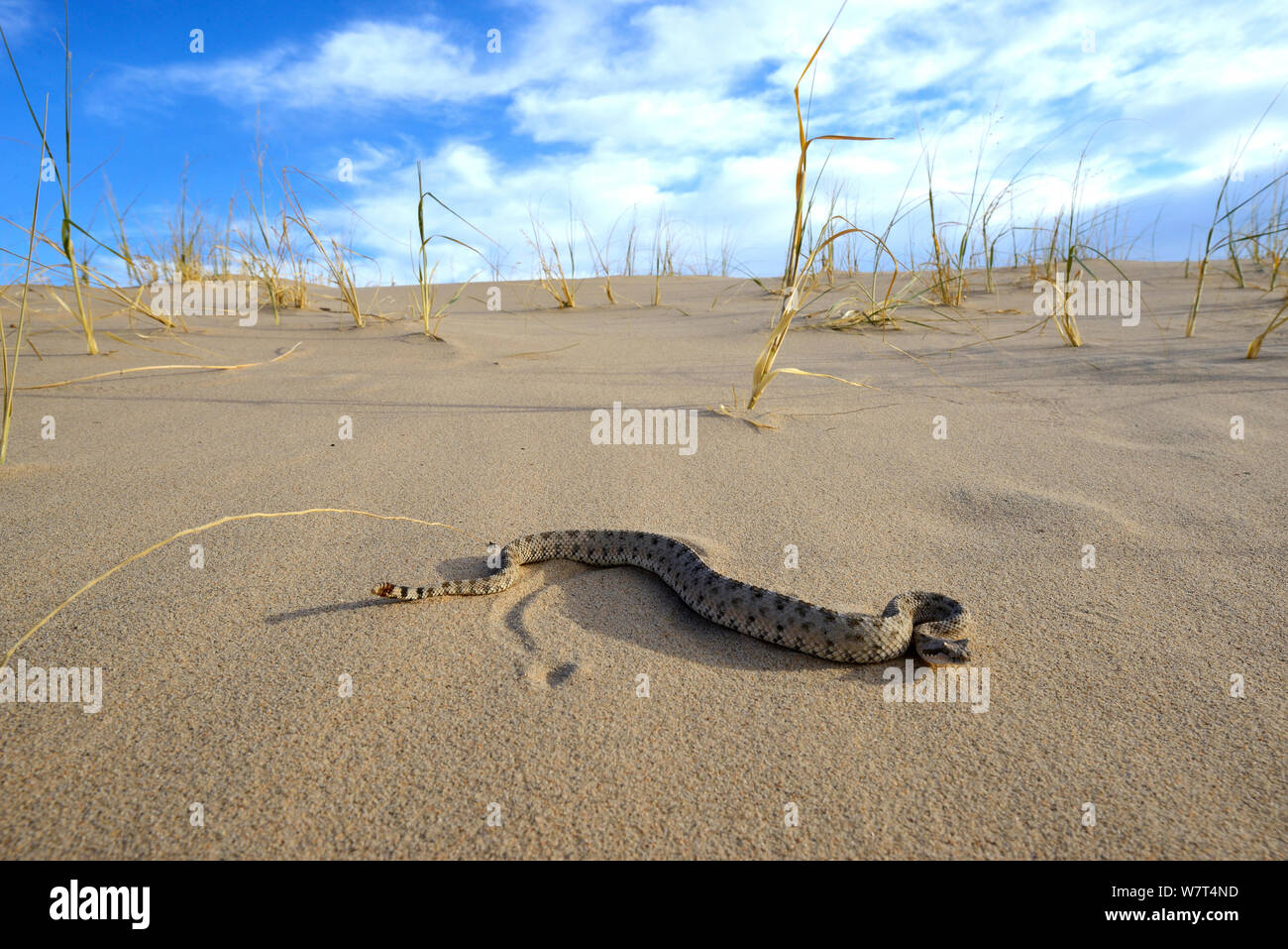 Sidewinder o cuernos (serpientes de cascabel Crotalus cerastes), el desierto de Mojave, California, en junio. Foto de stock