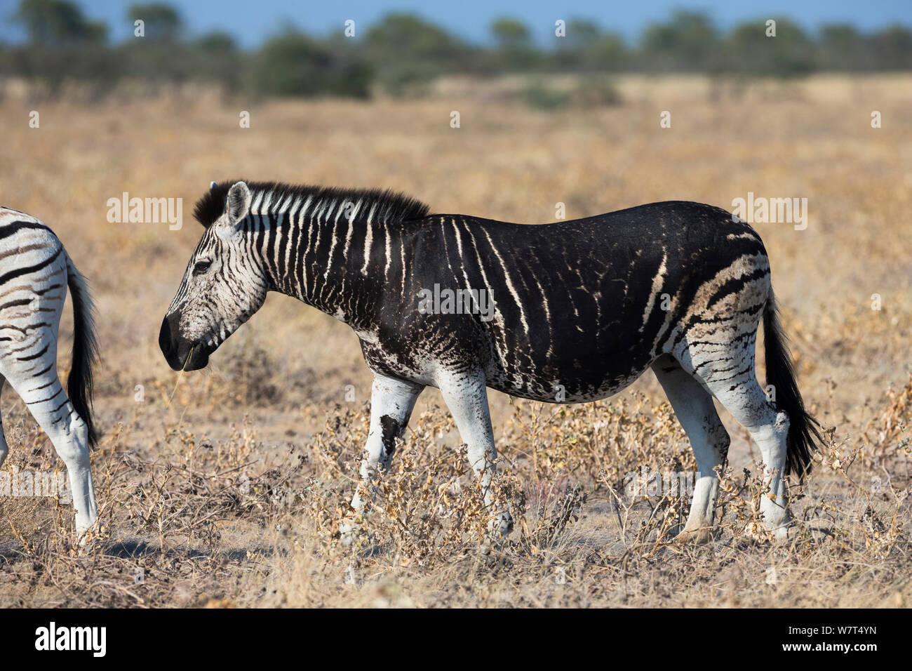 Burchell (llanuras) cebra (Equus quagga), con marcas melanistic, Parque Nacional de Etosha, Namibia, podrá Foto de stock