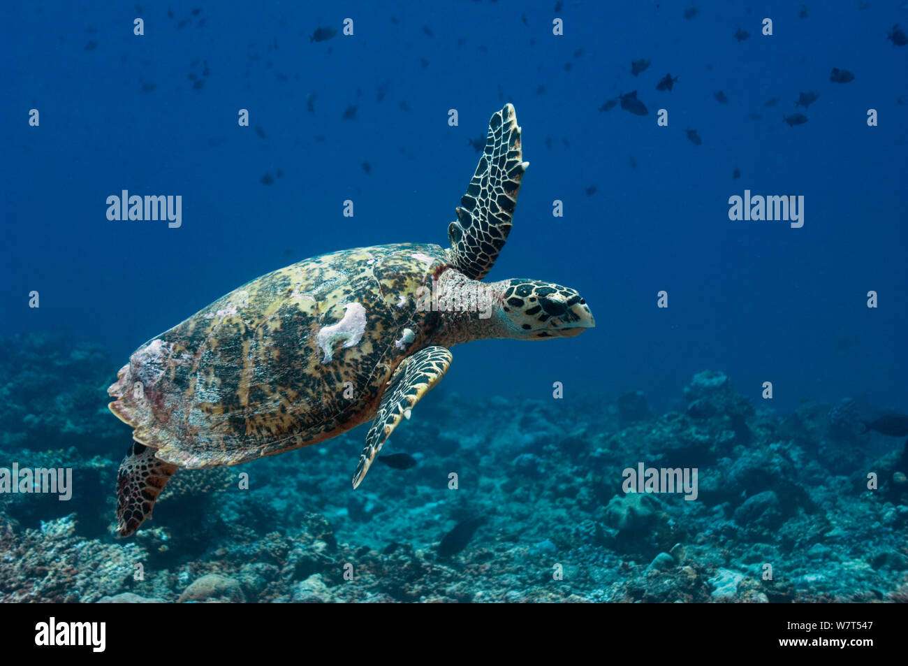 La tortuga carey (Eretmochelys imbricata) nadando a lo largo de arrecifes de coral. Maldivas. Foto de stock