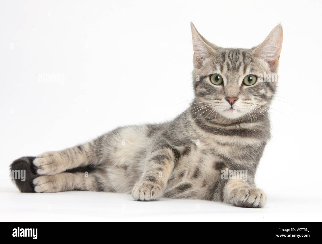 Gato atigrado, Max 5 meses, tumbado con la cabeza hacia arriba Fotografía  de stock - Alamy